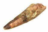 Fossil Spinosaurus Tooth - Real Dinosaur Tooth #351580-1